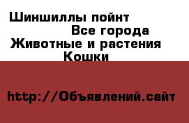 Шиншиллы пойнт ns1133,ny1133. - Все города Животные и растения » Кошки   